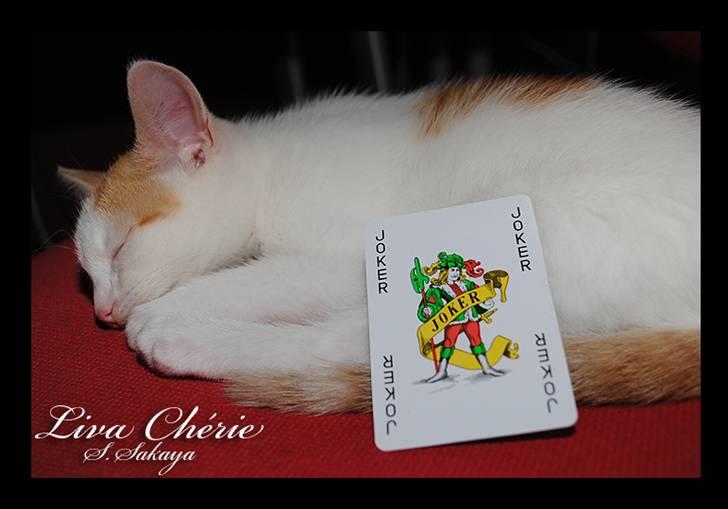 Huskat Liva Chérie billede 20