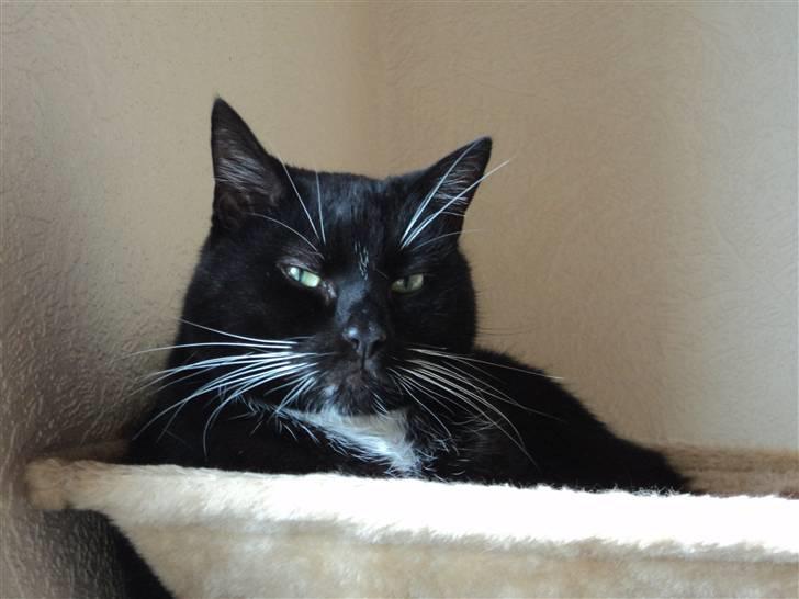 Blanding af racer Pusser R.I.P. billede 1