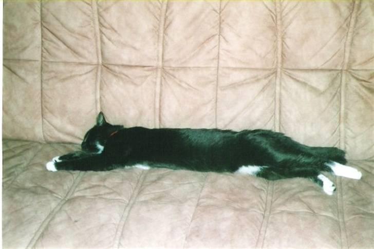 Blanding af racer Pusser R.I.P. - Det har været rigtig hårdt at jagte mus hele natten, godt man kan smide sig på sofaen når man vil :) billede 2