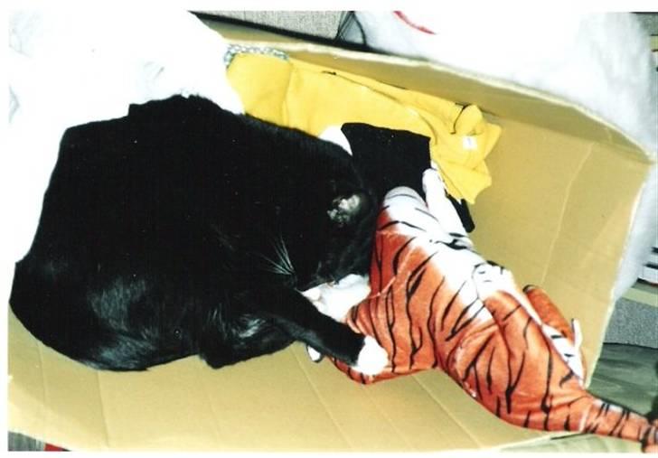 Blanding af racer Pusser R.I.P. - Elsker at ligge i papkasser, og her har mor så lige fået fanget mig sammen med mit sovedyr - Den er nu meget god at ligge og nusse med billede 3