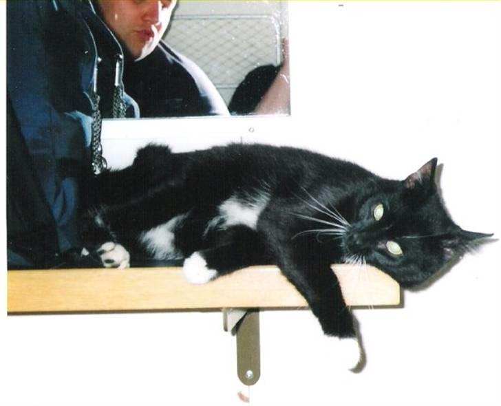 Blanding af racer Pusser R.I.P. - Her er vi på vej over for at besøge mormor og morfar, vi sku´ med natfærgen - øv det ku jeg altså ikke lide :( billede 4