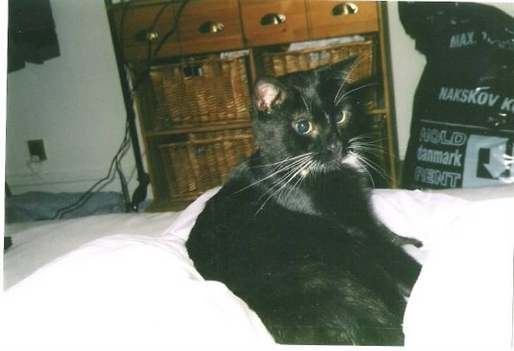 Blanding af racer Pusser R.I.P. - Har erobret sengen fra min storebror - HA HA HA! :D billede 5