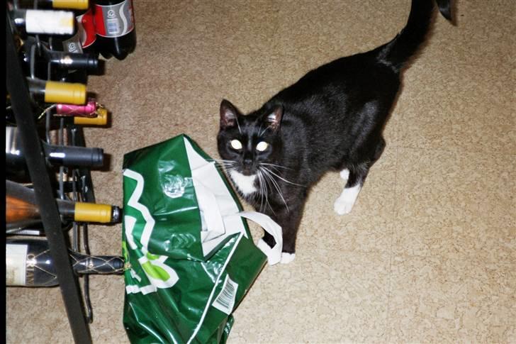 Blanding af racer Pusser R.I.P. - Er rigtig glad for plastikposer, de er så sjove, men mor vil ikke ha jeg leger med dem :( billede 6