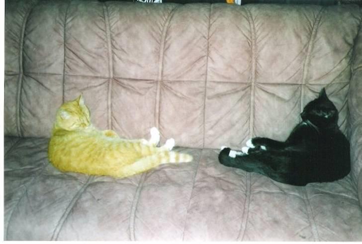 Blanding af racer Pusser R.I.P. - En stillestund med min storebror Pjevs - ja det kan godt lade sig gøre <3 :) billede 7