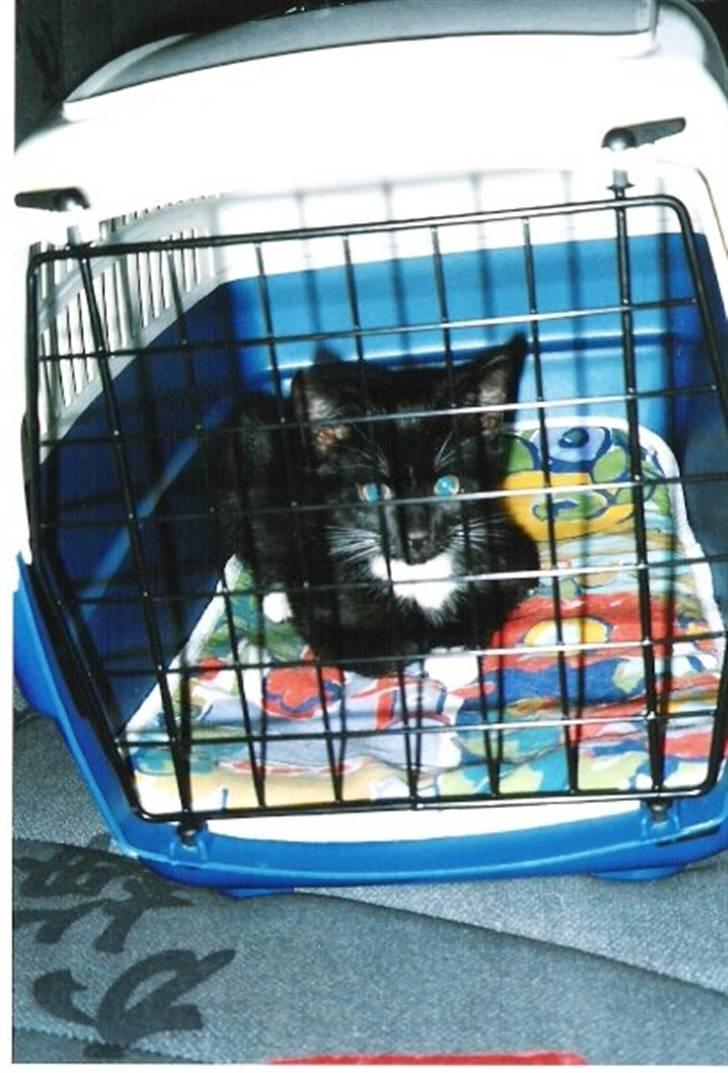 Blanding af racer Pusser R.I.P. - Lille mig da mor og far lige havde hentet mig, min storebror Pjevs fik lige lov at snuse lidt til mig igennem kassen, mens jeg bare brummede af ham og derefter lagde mig til at sove :D billede 8