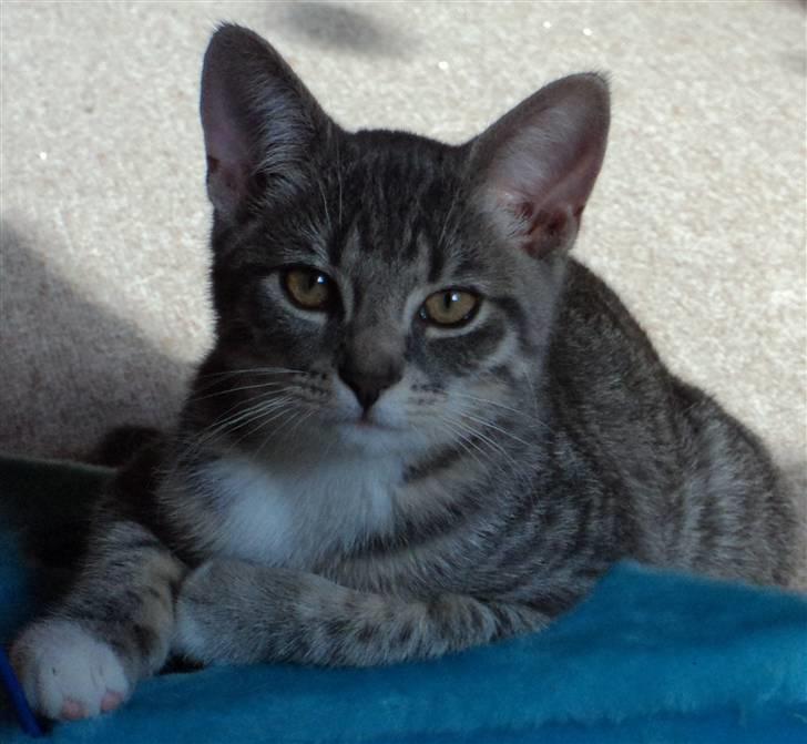 Huskat Zig Zag (Basse) - mor siger jeg er så dejlig :) billede 4