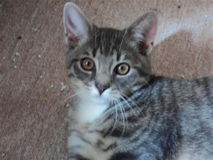 Huskat Zig Zag (Basse) - hov, hej mor - jeg laver ikke noget :D billede 5