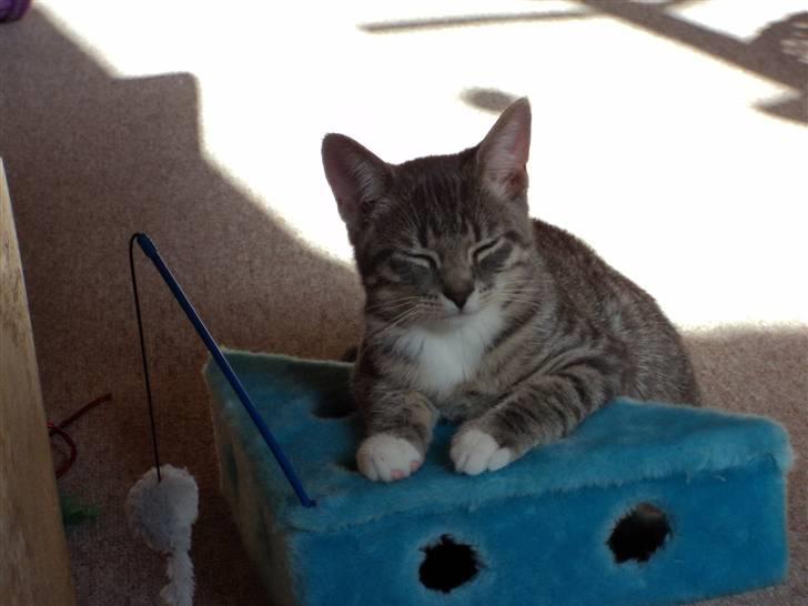 Huskat Zig Zag (Basse) - er så træt en lille killing :) billede 6