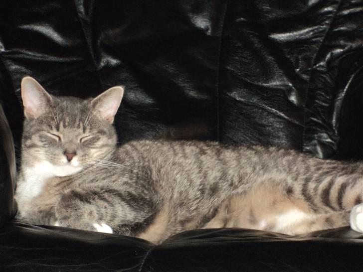 Huskat Zig Zag (Basse) - Julen 2010 billede 7