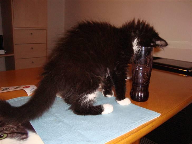 Blanding af racer Phoebe - Er der mon noget til mig dernede?  billede 5