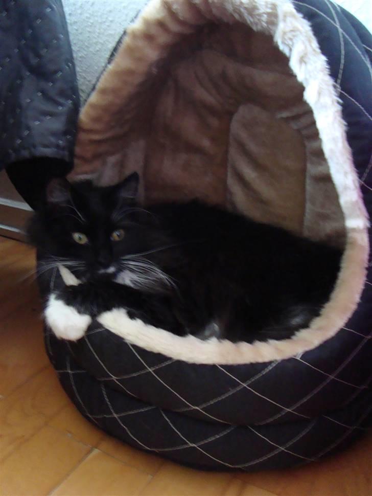 Blanding af racer Phoebe - putter lige i hulen :) billede 11