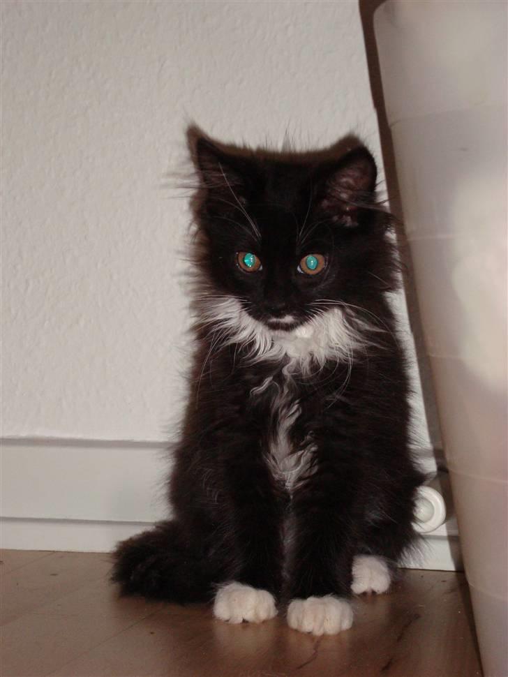 Blanding af racer Phoebe - første dag hjemme -  hun var lidt bange og gemte sig under sengen billede 4