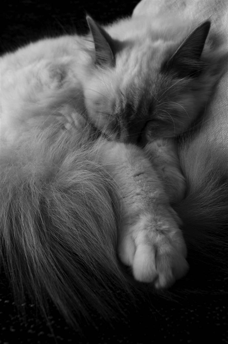 Hellig Birma Con Meo's Tic Tac (Zuma) billede 11