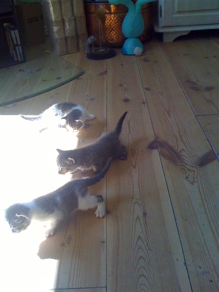 Huskat Mini RIP. - første gang ude og se sig omkring.. billede 5