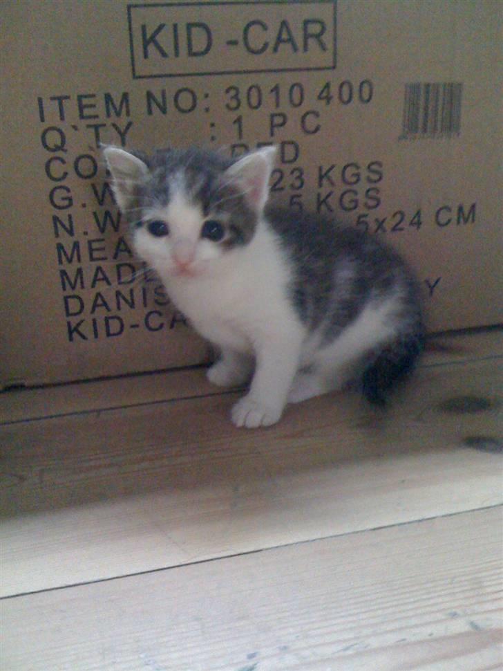 Huskat Mini RIP. - tumle.. billede 6