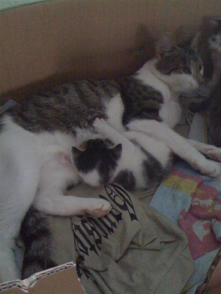 Huskat Mini RIP. - madtid billede 7