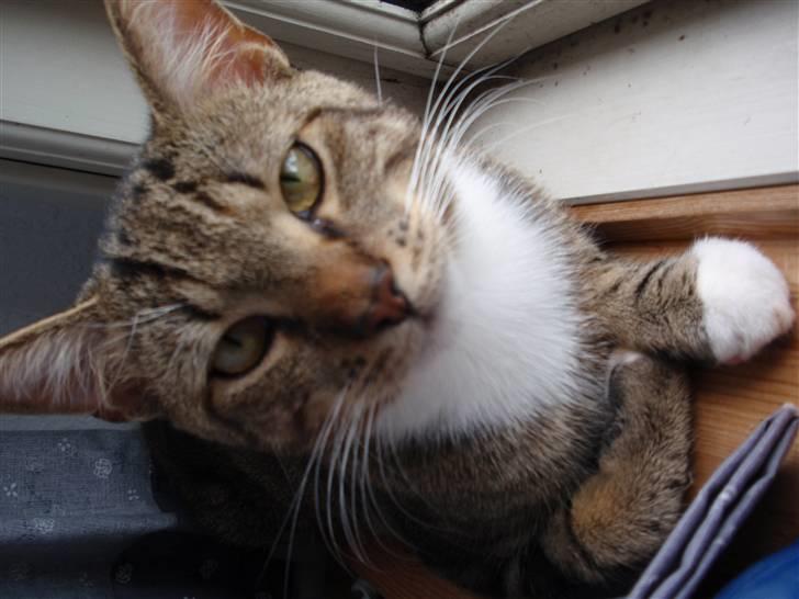 Huskat Bobo * død * billede 1