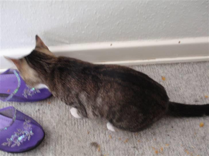 Huskat Bobo * død * billede 2