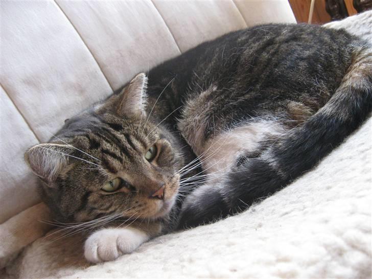 Huskat Frederik (himmelkat) billede 14