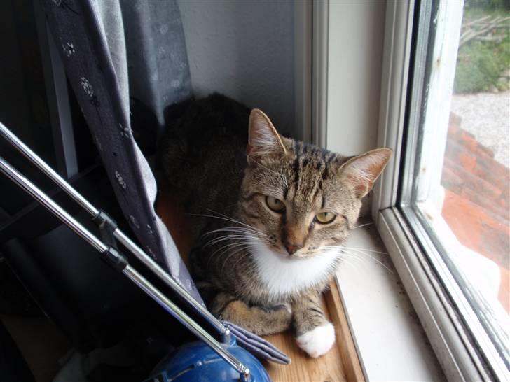 Huskat Bobo * død * billede 3