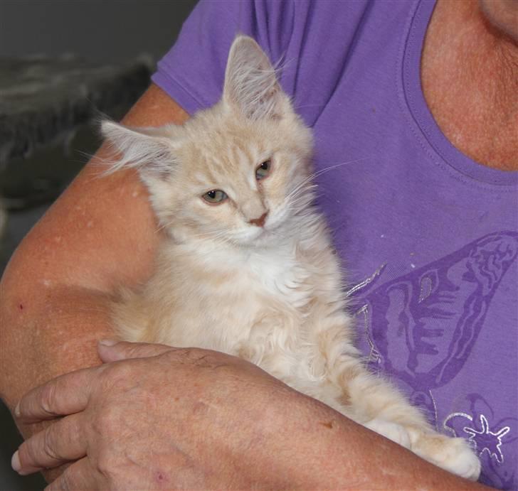 Maine Coon Caia *Flyttet* - Billedet er taget d.d. 13.08.2010 i armen på opdrætter, der siger farvel :( billede 18