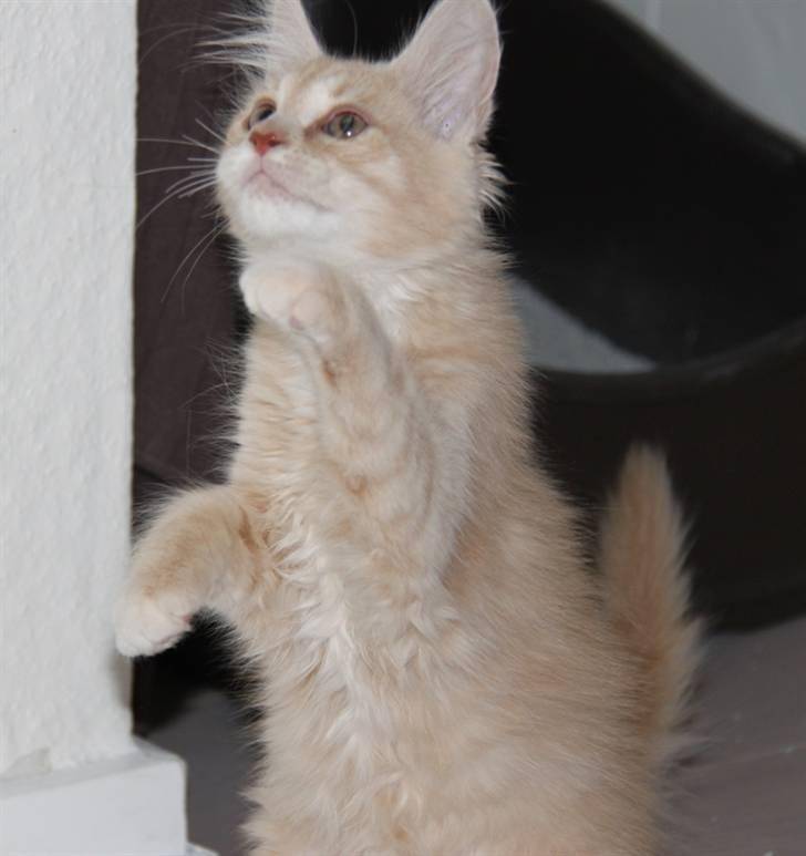 Maine Coon Caia *Flyttet* - 13.08.2010.  billede 19