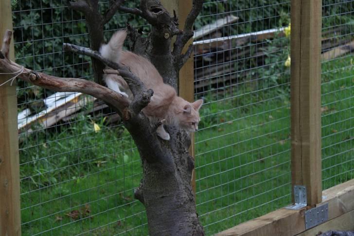 Maine Coon Caia *Flyttet* - 18 uger gammel. billede 20