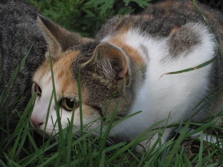 Huskat Elronhus's Cornflakes billede 1