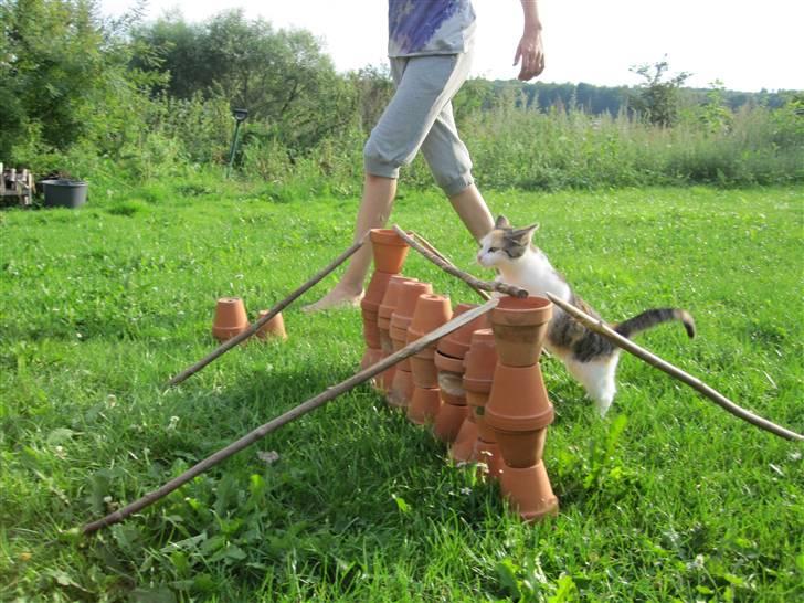 Huskat Elronhus's Cornflakes billede 2