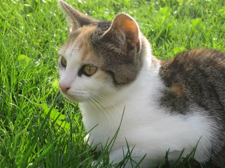 Huskat Elronhus's Cornflakes billede 3