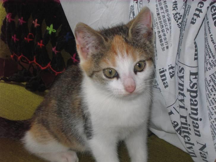 Huskat Elronhus's Cornflakes billede 4