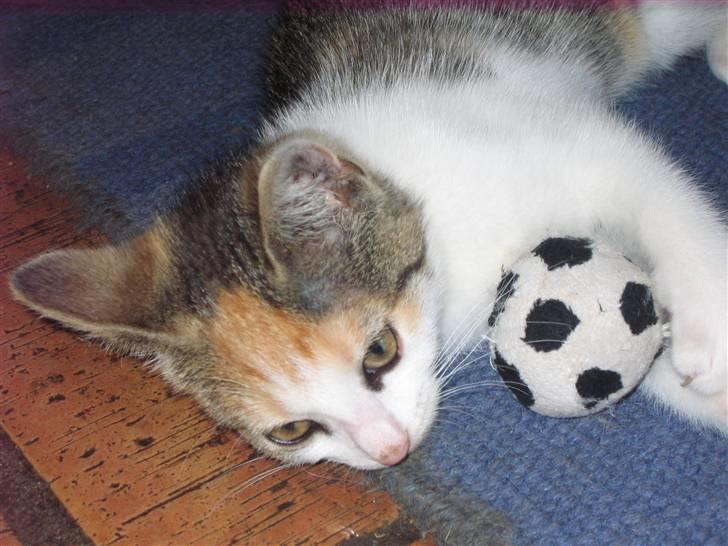 Huskat Elronhus's Cornflakes billede 5