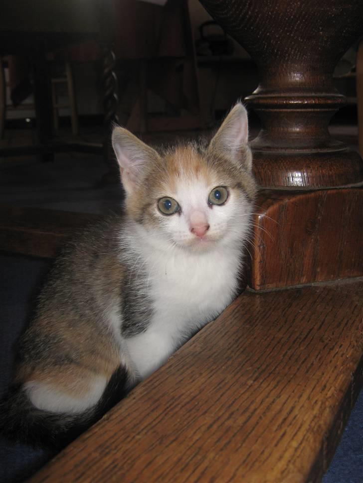 Huskat Elronhus's Cornflakes billede 6