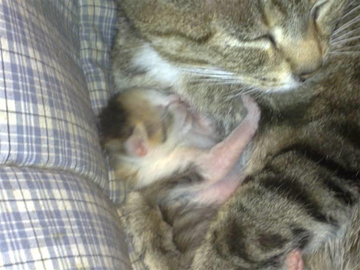 Huskat Elronhus's Cornflakes billede 7