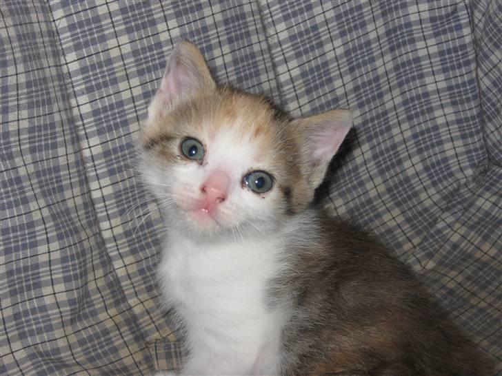 Huskat Elronhus's Cornflakes billede 8