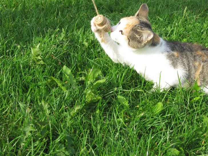 Huskat Elronhus's Cornflakes billede 9