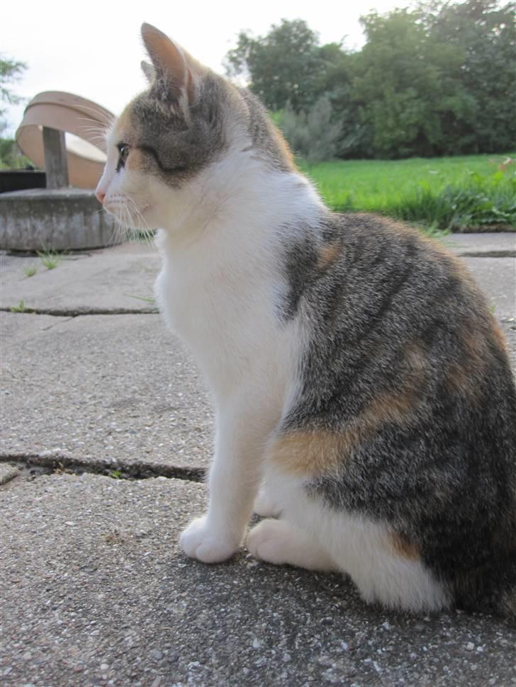 Huskat Elronhus's Cornflakes billede 10