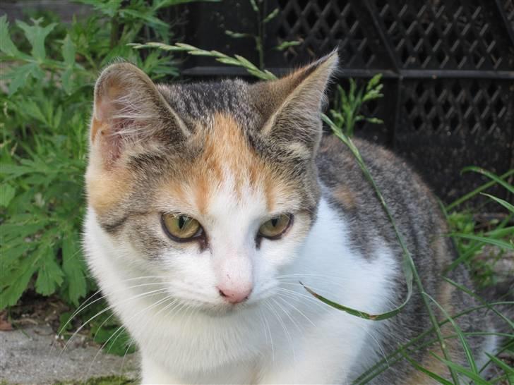 Huskat Elronhus's Cornflakes billede 11