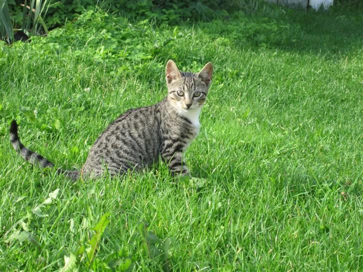 Huskat Elronhus's Ozzy Osbourne billede 1