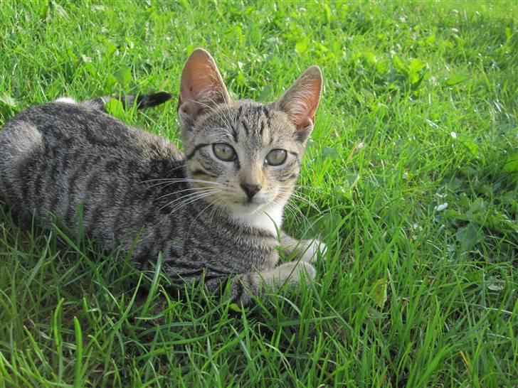 Huskat Elronhus's Ozzy Osbourne billede 2