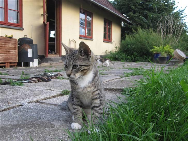 Huskat Elronhus's Ozzy Osbourne billede 3