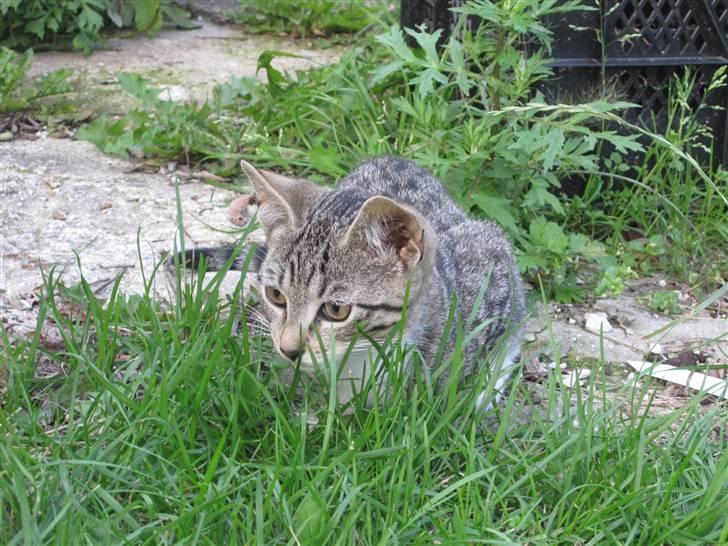 Huskat Elronhus's Ozzy Osbourne billede 4