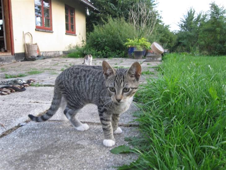 Huskat Elronhus's Ozzy Osbourne billede 5