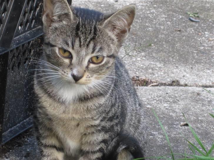 Huskat Elronhus's Duma (SOLGT) billede 1