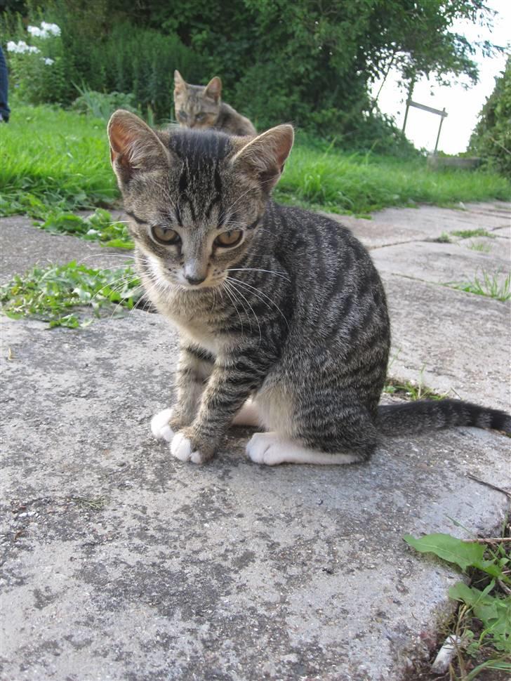 Huskat Elronhus's Duma (SOLGT) billede 2