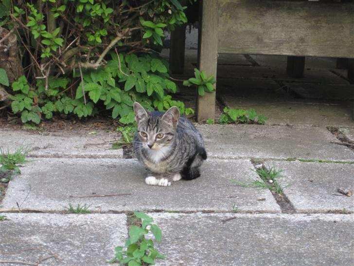 Huskat Elronhus's Duma (SOLGT) billede 3