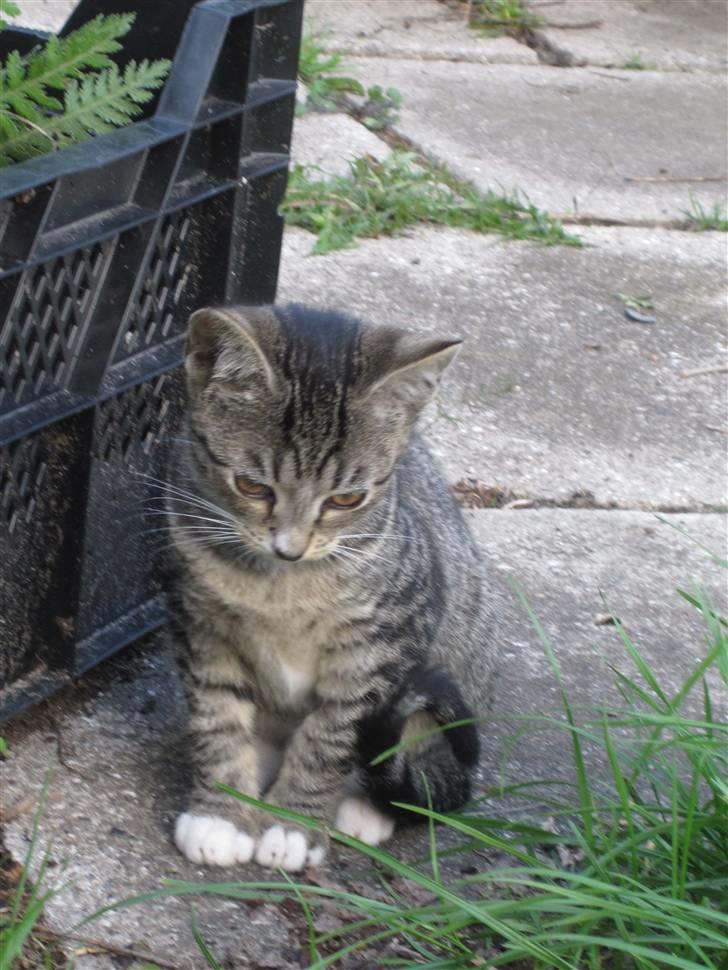 Huskat Elronhus's Duma (SOLGT) billede 4