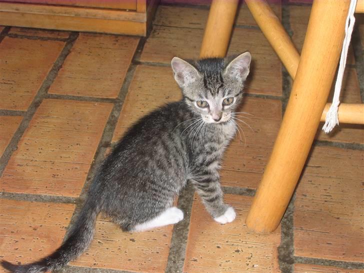 Huskat Elronhus's Duma (SOLGT) billede 5