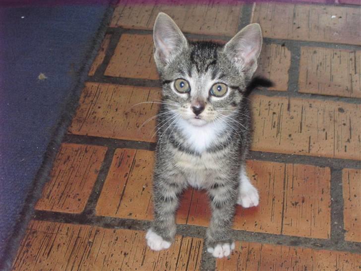 Huskat Elronhus's Duma (SOLGT) billede 6