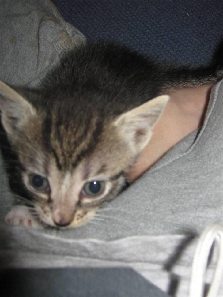 Huskat Elronhus's Duma (SOLGT) billede 7